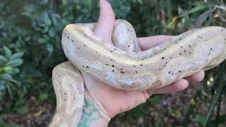 Banana Black Pastel Calico Ball Python