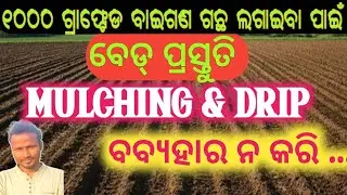 ଡ୍ରିପ୍ ଓ ମଲ୍ଚିଂ ବିନା କଲମୀ ବାଇଗଣ ଚାଷ କେମିତି କରିବେ I GRAFTED BRINJAL FARMING WITHOUT DRIP & MULCHING I