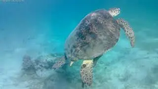 Marsa Alam, Zatoka Żółwi, Radisson Indywiduals, Port Ghalib, snorkeling, snurkowanie