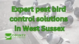 Welcome to County Bird Control! We offer expert bird control services across West Sussex