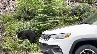 Bears roaming on Icefield parkway highway #travel #banffcanada  #banff #jasper