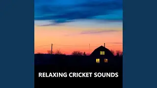 Impeccable Outside Cricket Sounds