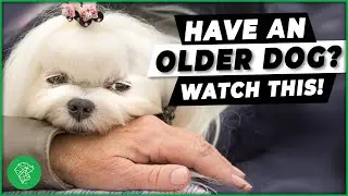 Three Simple Things To Help An Older Dog | Ultimate Pet Nutrition