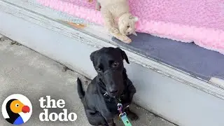 Labrador Falls For A Cat In The Window &mdash; So His Mom Adopts Her | The Dodo