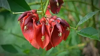 El Ceibo: s&iacute;mbolo, leyenda y naturaleza de la Argentina