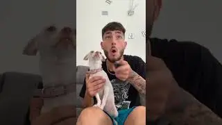 She&rsquo;s my best friend❤️🥹 #chiuahua #mreviatar #nikiozeri #angrychihuahua #animals