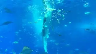 【鯨鯊餵食秀完整表演】沖繩美麗海水族館【滾哥滾妹的遊樂世界】