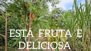 Você conhece está fruta? 