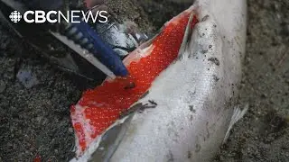 Volunteers concerned about salmon deaths in Abbotsford, B.C., creek