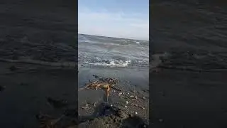 Исыккуль