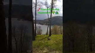 #Frenchie Holy🐾in travel, here in the Bieszczady, Poland #happydog #dog #animals #nature #bulldog