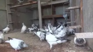 Budapest Highflyers 08/07/2013 Melbourne