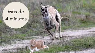 Carrera de galgos y liebre de 4 minutos en cercon  / #galgos  #federaciongalgos #galgosdron  #caza