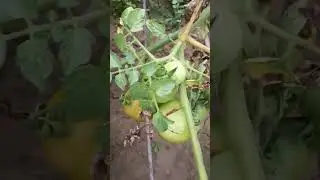 tamatar planting #vegetables #tomato #musicsong #poem