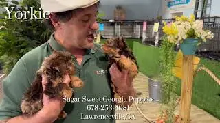 Puppies For Sale Boston Terriers, Dachshunds, Chihuahuas, Poodle, Yorkie, and MORE!