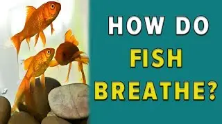How do fish breathe?