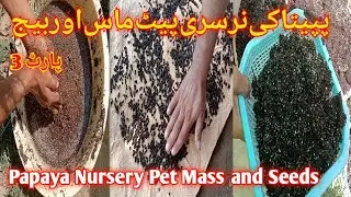 پپیتا نرسری کی تیاری پیٹ ماس اور بیج Papaya Nursery Preparation Pet Mass and Seeds