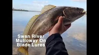Swan River Mulloway / Jewfish on a Metal Blade Lure!!
