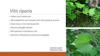 Grapevine Rootstocks