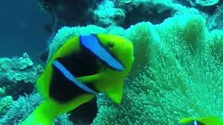 Happy Ocean Adventure World Underwater 🌊
