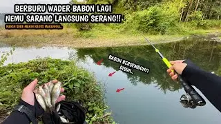 DEBIT AIR MULAI KECIL SAATNYA BERBURU WADER CAKUL!! Mancing wader babon pakai umpan AMIS GOLD