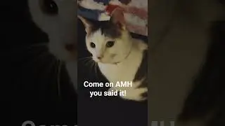 My cat waiting for AMH to comment.  #cat #amh #rock #music
