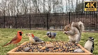 Cat TV for Cats to Watch 😺 Birds, Squirrels, Geese at the Moving Bird Table🐿 Birds for Cats