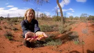 Berries in the Desert - Ruby Saltbush (360&deg; VR Wild Food foraging)
