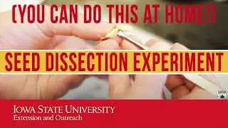 Seed Dissection Experiment