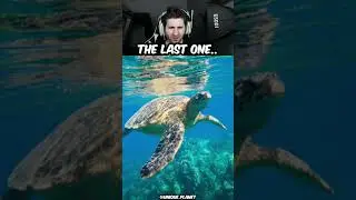 HOW BIG A SEA TURTLE ACTUALLY IS!