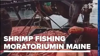 Regulators vote to continue moratorium on northern shrimp fishing