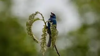 Indigo Bunting Bird Song Video: Bird Songs Eastern North America-Nature Sound Effects for Relaxation