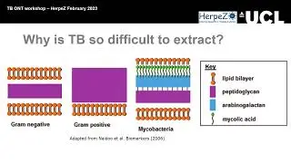 Optimising CTAB DNA extraction for Oxford Nanopore sequencing of tuberculosis