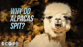 Why Do Alpacas Spit? | SCOPE TV