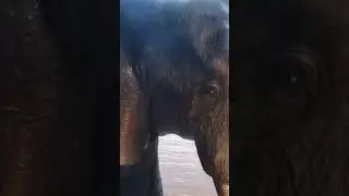 Ellie midday ritual at the Serondella Waterhole