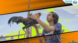 TPS dan Valentine