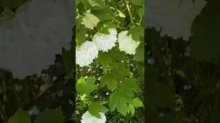 欧洲英蒾 Viburnum opulus
