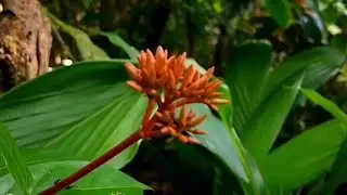 CINEMATIC VIDEO_STORY WA 1 MENIT || KEINDAHAN DI PAGI HARI.
