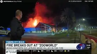 Fire breaks out at ZooWorld, killing 6 lemurs