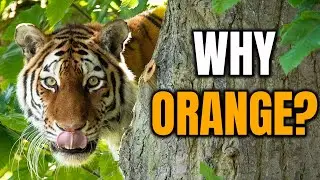 Why Are Tigers Orange? The Science Behind the Stripes!