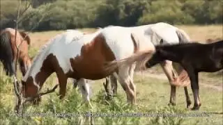 New Forest ponies and heathland
