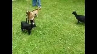 [HQ] Funny goat wrestling! Aha-ha!!! She jumps and beats feet of others)))