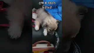 차에서도 얌전 #똥강아지 #강아지 #시고르자브종 #puppy #dog #cutedog #개후추 #반려견 #똥개 #믹스견 #똥개