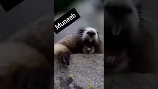 tag muneeb #unfrez #youtubeshorts #ytshorts #shorts #animals #muneeb