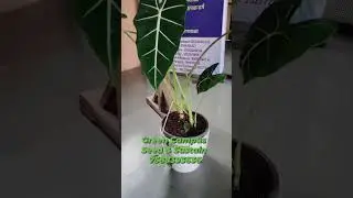 Green Campus | Seed & Sustain #greenchoices #plants #greencampus