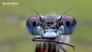 Damselfly waking up  4k on the New Canon R5