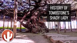 Tombstone's Shady Lady Banks | History of the WORLD'S LARGEST ROSE TREE & Planting of a Clipping