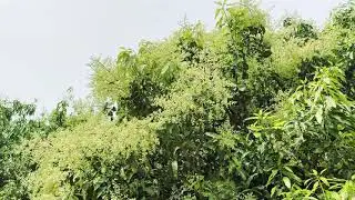 Beautiful Mango Flowers Free Stock Video Footage | Natural Mango Trees Free Video No Copyright | HD