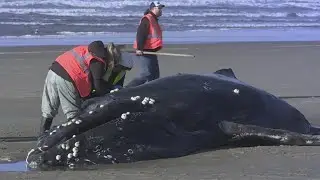 'Difficult decision': Beached whale euthanized in Yachats