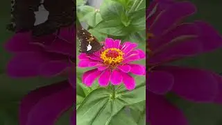 This Silver Spotted Skipper on my Zinnia #butterfly #flowers #garden